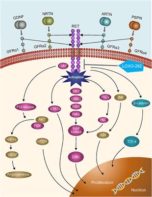 Practical Considerations Relating to Routine Clinical Biomarker Testing for Non–small Cell Lung Cancer: Focus on Testing for RET Fusions